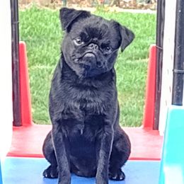 Midas - Brussels Griffon