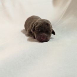 Dilute Retriever and Labrador Retriever Puppies from LC Hunting Labs, LLC.
