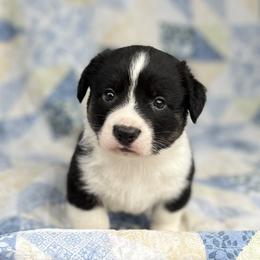 Knox - Black and white male Cardigan Welsh Corgi puppy in Hope, Arkansas from Foxy Knoll Farm