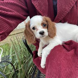 Susie Bleach - Blenheim female Cavapoo puppy in Phoenix, Arizona from Larisa's Cavaliers