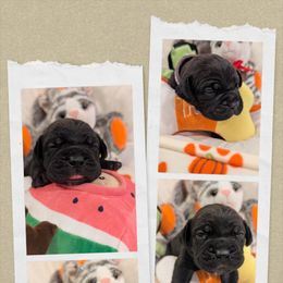 Red collar - Gray male Cane Corso puppy in Va Beach, Virginia from Guardian Corso's