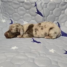 Mousse - Dapple male Dachshund puppy in Windom, Minnesota from Aster Creek Dachshunds & Australian Shepherds
