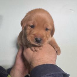 Jack - Yellow male Labrador Retriever puppy in Seneca, Pennsylvania from Barrett Farm Labradors