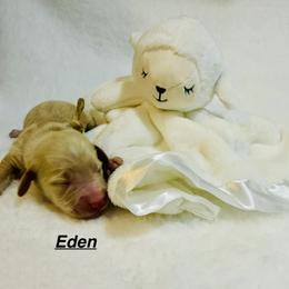 Eden - Cream female Dachshund puppy in Wichita Falls, Texas from Long Dogs in The Falls