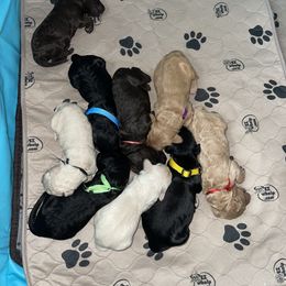 Goldendoodle Puppies from Fluff Puff Doodles