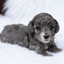 River - Merle male Cockapoo puppy in Seattle, Washington from Sweet Home Doodles