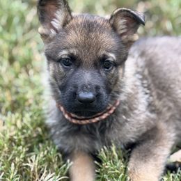 Pink - Sable female German Shepherd puppy in Flint, Texas from Sharock Shepherds
