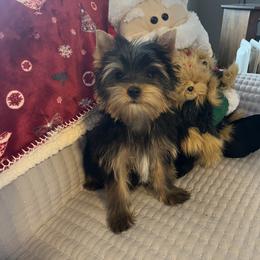 Puppy boy - Black and tan male Yorkshire Terrier puppy in Woodsboro, Maryland from Paddington