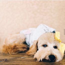 Cinnamon - Goldendoodle