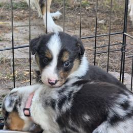 Rain - Tri-color female Border Collie puppy in Menasha, Wisconsin from Little Rose Retrievers
