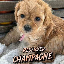 Champagne - Cream female Cavapoo puppy in South Jordan, Utah from Diamond Companions