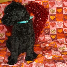 Aussiedoodle and Poodle Puppies from Waterford Doodle Farm