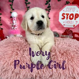 Ivory (Purple Collar) - Golden Retriever puppy from River City Golden Retrievers