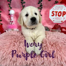Ivory (Purple Collar) - Golden Retriever puppy from River City Golden Retrievers
