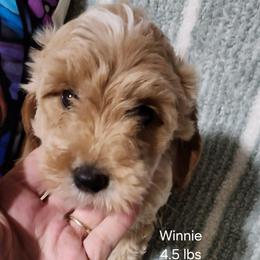 Pink collar Lainey - Apricot female Goldendoodle puppy in Fairmount, Indiana from Capens' Doodles,Poodles and Poo's
