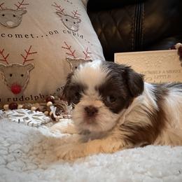 Shih Tzu Puppies from Wood Foo Breeders