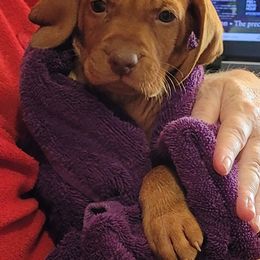 Vizsla Puppies from Laurie Kirwan