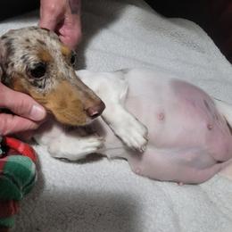 Dutchess - Dachshund
