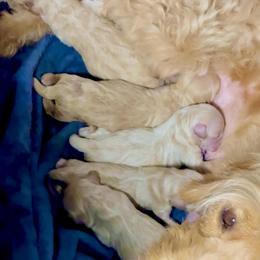 Oyster - Apricot female Goldendoodle puppy in Haltom City, Texas from Ohana Doodles