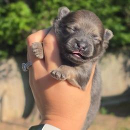 Bluey - Blue brindle male Pomeranian puppy in Fort Worth, Texas from Picture Perfect Poms