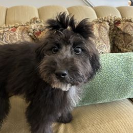 Boy 1 - Black Goldendoodle puppy in Salem, South Carolina from All Things Doodles