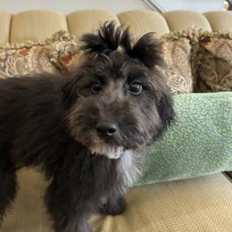 Boy 1 - Black Goldendoodle puppy in Salem, South Carolina from All Things Doodles