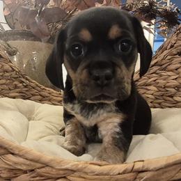 Cash - Black tan and white male Beagle puppy in Salina, Kansas from Peace Love frenchies