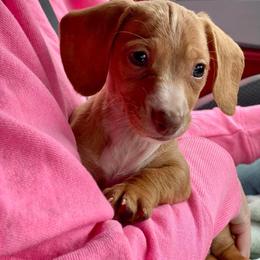 Dachshund and Miniature Schnauzer Puppies from The Bossy Doxie Farm