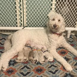 Goldendoodle, Schnoodle, and Sheepadoodle Puppies from Dood Ranch