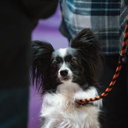 Papillon puppies from Lottie Dottie Scottie’s and Papillons