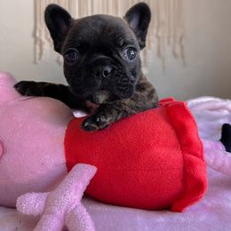 French Bulldog Puppies from Divine French Bulldogs