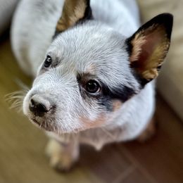 Australian Cattle Dog Puppies from Tin Roof Australian Cattle Dogs