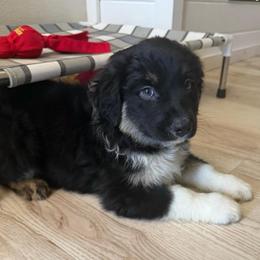 Baby Ruth - Black tri-color female Australian Shepherd puppy in Weeki Wachee, Florida from Ace of Spades Australian Shepherds