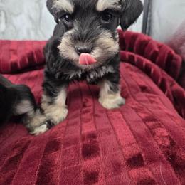 Samuel - Black and silver male Miniature Schnauzer puppy in Panama City, Florida from Emerald Coast Schnauzers