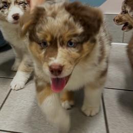Casanova - Red merle male Australian Shepherd puppy in Piedmont, Oklahoma from HeartDriven Aussies