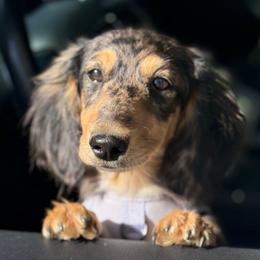Milo - Dachshund