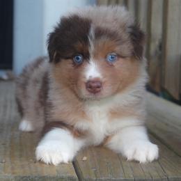 Cheshire Cat - Red merle male Australian Shepherd puppy in Star City, Arkansas from Blush & Lace Aussie Co.