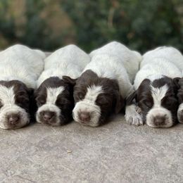Wirehaired Pointing Griffon Puppies from Glendale Griffons