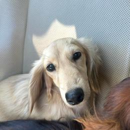 Lady - Dachshund