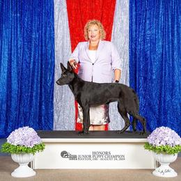 German Shepherds from TNT Pups