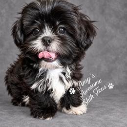 Austin (male) - Black and white male Shih Tzu puppy in Haines City, Florida from Amy’s Awesome Shih Tzus