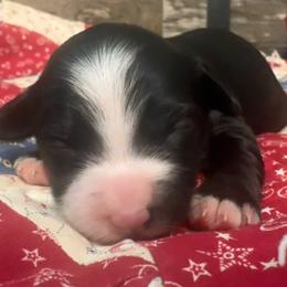 Glory - Black and white female Bernedoodle puppy in Camden, Michigan from FurEver Friends Finder
