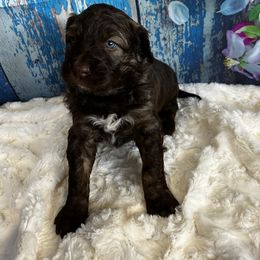 Aussiedoodle Puppies from Soap Creek Kennels