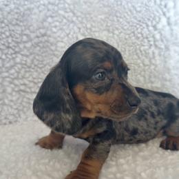 Cookie - Dapple female Dachshund puppy in Bakersfield, California from KC Doxies