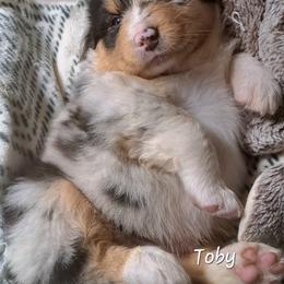 TOBY - Blue merle male Australian Shepherd puppy in Elk Creek, Missouri from Hearts on Fire Australian Shepherds