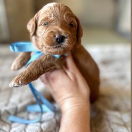 Tater - Red  male Goldendoodle puppy in New Harmony, Indiana from Cottonwood Farms