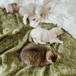 Poodle Puppies from Elysee Standard Poodles