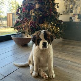 Newfoundland, Poodle, Saint Berdoodle, and Saint Bernard Puppies from Mammoth Doodles