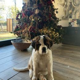 Newfoundland, Poodle, Saint Berdoodle, and Saint Bernard Puppies from Mammoth Doodles