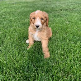 Strawberry Red girl 2 - Red Pyredoodle puppy in Prescott, Washington from Washington Bernedoodles & Pyredoodles